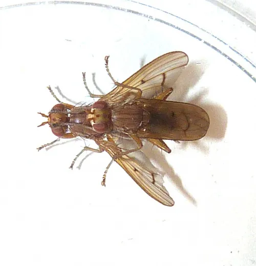 Tetanocera phyllophora - photo 3