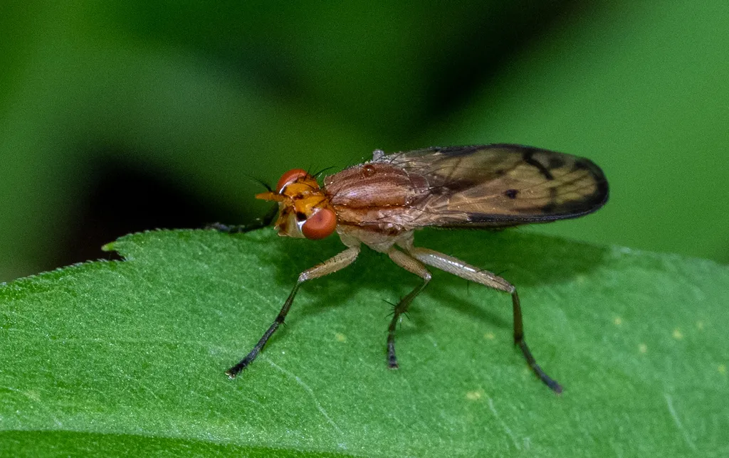 Tetanocera plebeja - Tetanocera plebeja