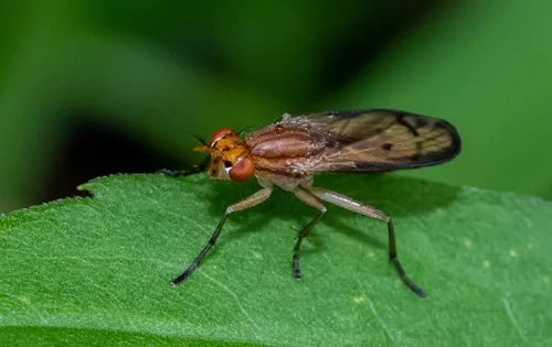 Tetanocera plebeja - photo 3