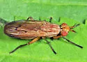 Tetanocera plumosa