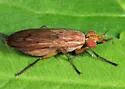Tetanocera plumosa - photo 2