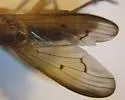 Tetanocera plumosa - photo 4