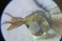 Tetanocera plumosa - photo 5