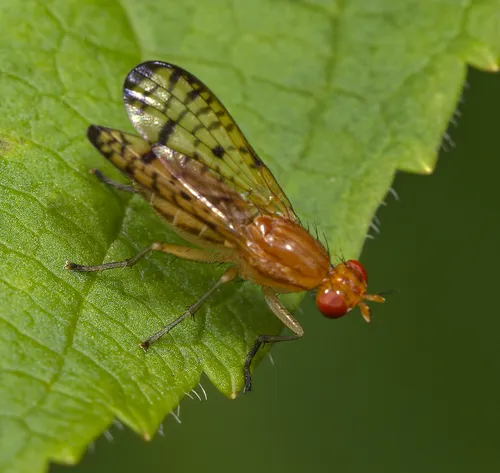 Tetanocera valida - photo 2