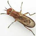 Tetanocera vicina