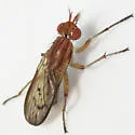 Tetanocera vicina - photo 2