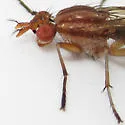 Tetanocera vicina - photo 3