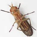 Tetanocera vicina - photo 4