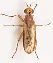 Tetanocera vicina - photo 5