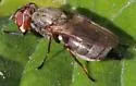 Tetanops luridipennis - photo 2
