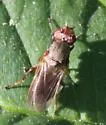 Tetanops luridipennis - photo 3