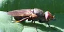 Tetanops luridipennis - photo 4