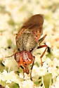 Tetanops luridipennis - photo 5
