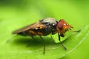 Tetanops magdalanae