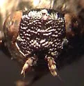 Sugar Beet Root Maggot - photo 3