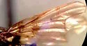 Sugar Beet Root Maggot - photo 4