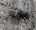 Sugar Beet Root Maggot - photo 5