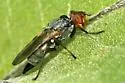 Tetanops parallelus - Tetanops parallelus
