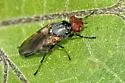 Tetanops parallelus - photo 2