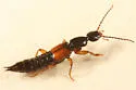 Tetartopeus convolutus