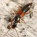 Tetartopeus convolutus - photo 2