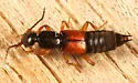 Tetartopeus convolutus - photo 3