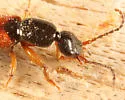 Tetartopeus convolutus - photo 4