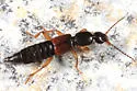 Tetartopeus convolutus - photo 5