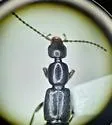 Tetartopeus niger - photo 3