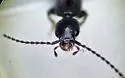 Tetartopeus niger - photo 4