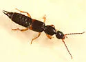Tetartopeus tetricus - photo 2