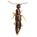 Tetartopeus tetricus - photo 3
