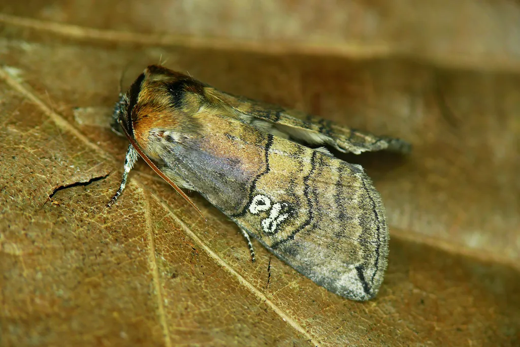 Figure of Eighty - Tethea ocularis