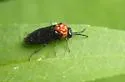 Black-headed Ash Sawfly - photo 2