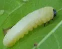 Black-headed Ash Sawfly - photo 3