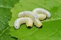 Black-headed Ash Sawfly - photo 4