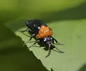 Black-headed Ash Sawfly - photo 5