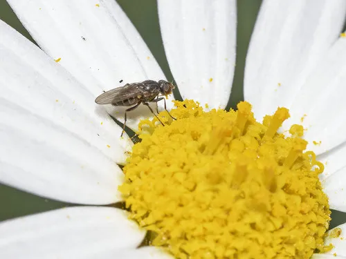 Tethina albosetulosa