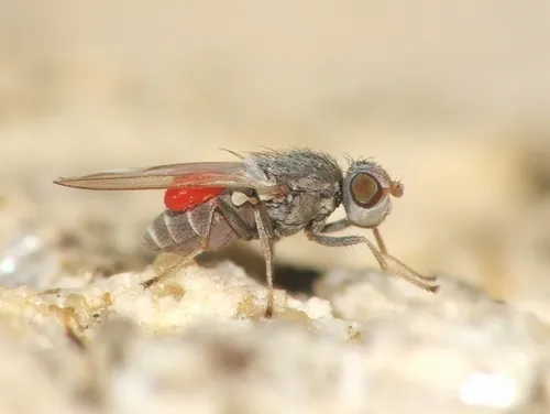 Tethina grisea