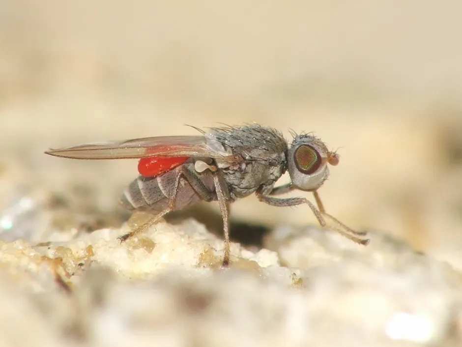 Tethina grisea - photo 3