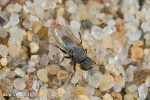 Tethina milichioides