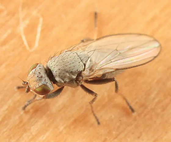 Tethina parvula