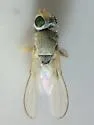 Tethina willistoni - Tethina willistoni