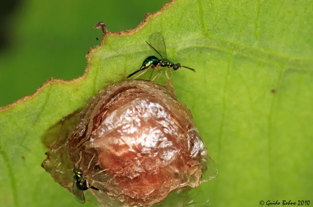 Tetracampidae - Tetracampidae
