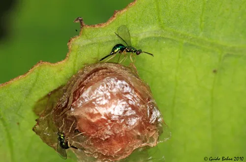 Tetracampidae - photo 2