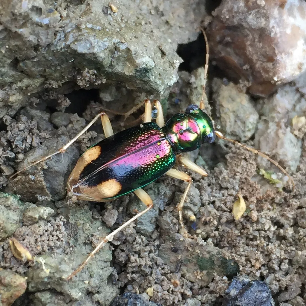 Carolina Metallic Tiger Beetle - photo 2
