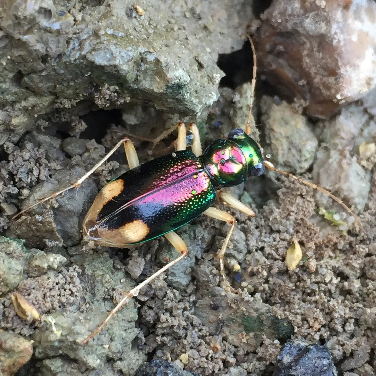 Carolina Metallic Tiger Beetle - photo 3