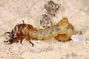 Florida Metallic Tiger Beetle