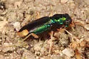 Florida Metallic Tiger Beetle - photo 4