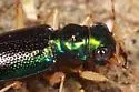 Florida Metallic Tiger Beetle - photo 5